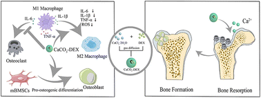 Graphical abstract: Ca-DEX biomineralization-inducing nuts reverse oxidative stress and bone loss in rheumatoid arthritis