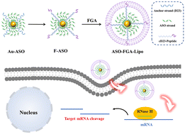 Graphical abstract: Preparing liposomes through frame guided assembly with high-loading functional nucleic acids