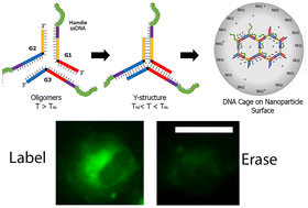 Graphical abstract: DNA-caged nanoparticles via electrostatic self-assembly