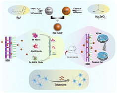 Graphical abstract: Anti-amyloidogenic amphipathic arginine-dehydrophenylalanine spheres capped selenium nanoparticles as potent therapeutic moieties for Alzheimer's disease