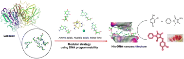 Graphical abstract: Histidine–DNA nanoarchitecture as laccase mimetic DNAzymes