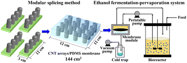 Graphical abstract: Preparation of expandable vertically aligned carbon nanotube arrays/polydimethylsiloxane membrane by a modular splicing method and its application in in situ ethanol recovery from ethanol fermentation