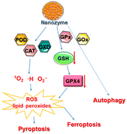 Graphical abstract: The applications of nanozymes in cancer therapy: based on regulating pyroptosis, ferroptosis and autophagy of tumor cells