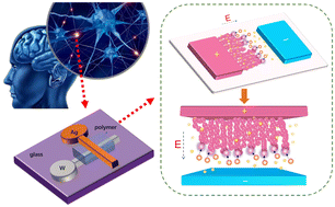 Graphical abstract: A high linearity and multilevel polymer-based conductive-bridging memristor for artificial synapses