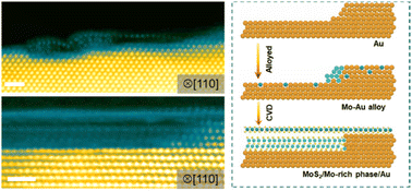 Graphical abstract: An unexpected interfacial Mo-rich phase in 2D molybdenum disulfide and 3D gold heterojunctions