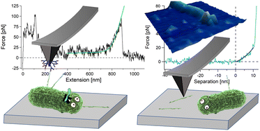 Graphical abstract: A single filament biomechanical study of the enteropathogenic Escherichia coli Type III secretion system reveals a high elastic aspect ratio