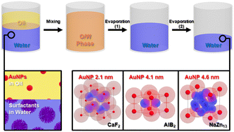 Graphical abstract: Temperature-responsive binary superlattices prepared by the selective solvent evaporation of O/W microemulsion composed of gold nanoparticles and surfactants