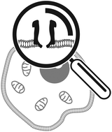 Graphical abstract: Evidence of Cytolysin A nanopore incorporation in mammalian cells assessed by a graphical user interface