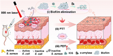 Graphical abstract: Construction of mPt/ICG-αA nanoparticles with enhanced phototherapeutic activities for multidrug-resistant bacterial eradication and wound healing