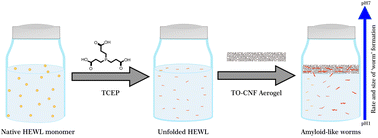 Graphical abstract: Nanocellulose aerogels as 3D amyloid templates