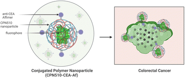 Graphical abstract: Fluorescent imaging using novel conjugated polymeric nanoparticles-affimer probes in complex in vitro models of colorectal cancer