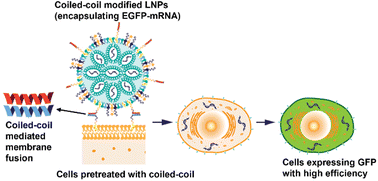 Graphical abstract: Efficient mRNA delivery using lipid nanoparticles modified with fusogenic coiled-coil peptides