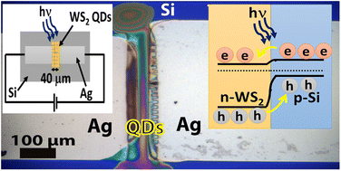 Graphical abstract: A fully printed ultrafast Si/WS2 quantum dot photodetector with very high responsivity over the UV to near-infrared region