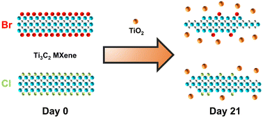 Graphical abstract: Effect of terminal groups on the degradation stability of Ti3C2Tz MXenes