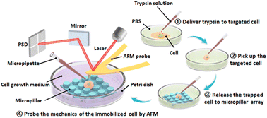 Graphical abstract: Micropipette-assisted atomic force microscopy for single-cell 3D manipulations and nanomechanical measurements