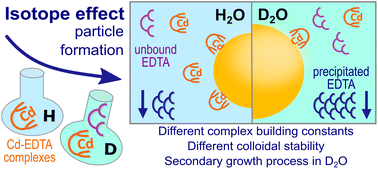 Graphical abstract: The H-D-isotope effect of heavy water affecting ligand-mediated nanoparticle formation in SANS and NMR experiments