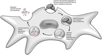 Graphical abstract: Tracking cellular uptake, intracellular trafficking and fate of nanoclay particles in human bone marrow stromal cells