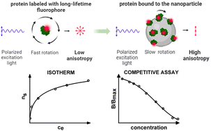 Graphical abstract: A generic approach based on long-lifetime fluorophores for the assessment of protein binding to polymer nanoparticles by fluorescence anisotropy