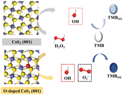 Graphical abstract: Revealing the intrinsic peroxidase-like catalytic mechanism of O-doped CoS2 nanoparticles