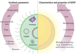 Graphical abstract: Biosynthesis of metallic nanoparticles by bacterial cell-free extract