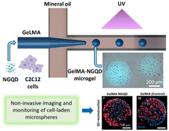 Graphical abstract: Nitrogen-functionalized graphene quantum dot incorporated GelMA microgels as fluorescent 3D-tissue Constructs