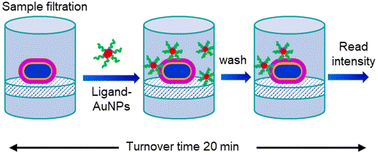 Graphical abstract: A rapid total bacterial count method using gold nanoparticles conjugated with an aptamer for water quality assessment