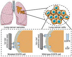 Graphical abstract: Rapid determination of the presence of EGFR mutations with DNA-based nanocalipers