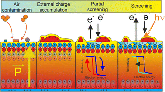 Graphical abstract: Surface charge dynamics on air-exposed ferroelectric Pb(Zr,Ti)O3(001) thin films
