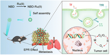 Graphical abstract: The ruthenium complex assists in nuclear targeting and selective killing of tumor cells