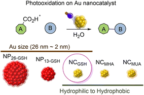 Graphical abstract: Strategic design of gold nanocatalysts for effective photocatalytic organic transformation