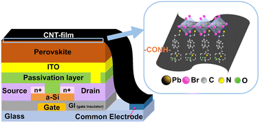 Graphical abstract: An interfacial toughening strategy for high stability 2D/3D perovskite X-ray detectors with a carbon nanotube thin film electrode