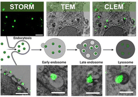 Graphical abstract: A super-resolution and transmission electron microscopy correlative approach to study intracellular trafficking of nanoparticles