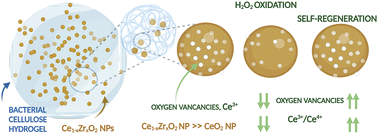 Graphical abstract: Ce1−xZrxO2 nanoparticles in bacterial cellulose, bio-based composites with self-regenerating antioxidant capabilities