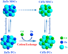 Graphical abstract: CdTe magic-size cluster synthesis via a cation exchange method and conversion mechanism