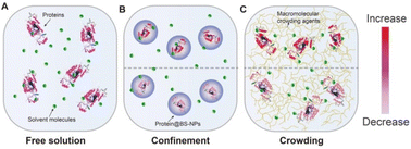 Graphical abstract: Evaluation of exogenous therapeutic protein activity under confinement and crowding effects