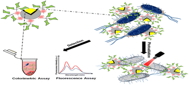 Graphical abstract: Multiepitope glycan based laser assisted fluorescent nanocomposite with dual functionality for sensing and ablation of Pseudomonas aeruginosa