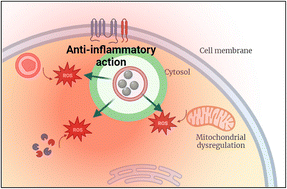 Graphical abstract: Anti-inflammatory potential of platinum nanozymes: mechanisms and perspectives