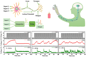 Graphical abstract: A bidirectional thermal sensory leaky integrate-and-fire (LIF) neuron model based on bipolar NbOx volatile threshold devices with ultra-low operating current