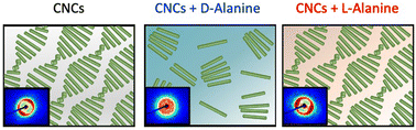 Graphical abstract: Enantioselective disruption of cellulose nanocrystal self-assembly into chiral nematic phases in d-alanine solutions