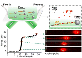 Graphical abstract: A versatile and high-throughput flow-cell system combined with fluorescence imaging for simultaneous single-molecule force measurement and visualization