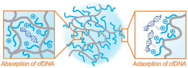 Graphical abstract: Nanogels designed for cell-free nucleic acid sequestration