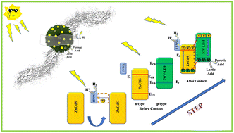 Graphical abstract: A 1T-WS2 “electron pump” regulates charge transfer over ZnCdS/NiV-LDH p–n heterostructures for enhanced photocatalytic hydrogen evolution