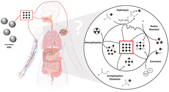 Graphical abstract: Biochemical transformations of inorganic nanomedicines in buffers, cell cultures and organisms