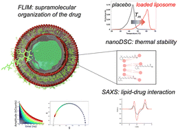Graphical abstract: Phasor-FLIM-guided unraveling of ATRA supramolecular organization in liposomal nanoformulations