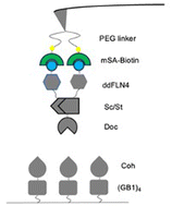 Graphical abstract: Two molecule force spectroscopy on ligand–receptor interactions