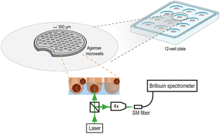 Graphical abstract: Predicting nanocarriers’ efficacy in 3D models with Brillouin microscopy