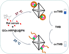 Graphical abstract: Design of enzyme@metal organic framework composites with thermo-responsivity for colourimetric detection of glucose