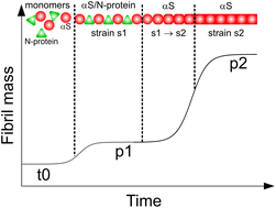 Graphical abstract: SARS-CoV-2 N-protein induces the formation of composite α-synuclein/N-protein fibrils that transform into a strain of α-synuclein fibrils