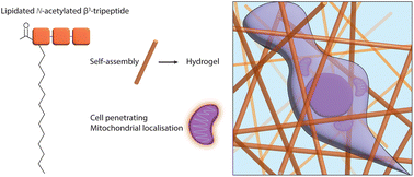 Graphical abstract: Elucidating the cell penetrating properties of self-assembling β-peptides