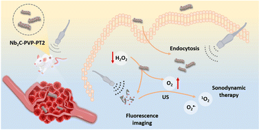 Graphical abstract: Catalase-like pleated niobium carbide MXene loaded with polythiophene for oxygenated sonodynamic therapy in solid tumor